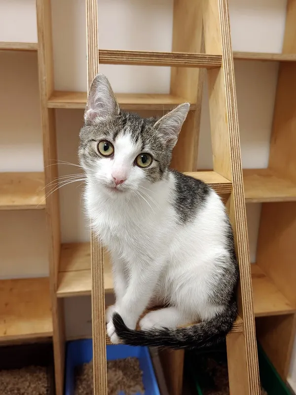 Kot do adopcji, Włocławek, 11 września 2025 (1/5)