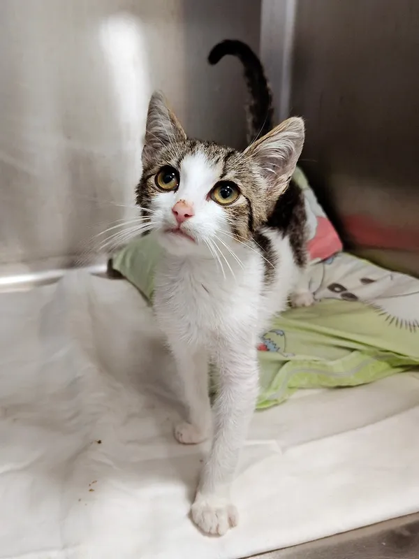 Kot do adopcji, Włocławek, 11 września 2025 (3/5)