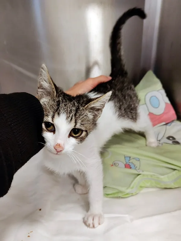 Kot do adopcji, Włocławek, 11 września 2025 (4/5)