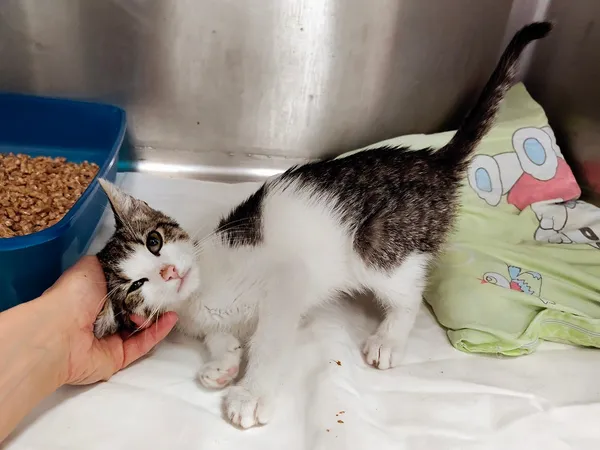 Kot do adopcji, Włocławek, 11 września 2025 (5/5)