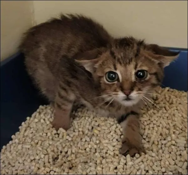 Znaleziono kota, Grudziądz, 8 września 2025