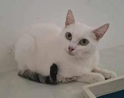 Znaleziono kota, Grudziądz, 5 września 2025