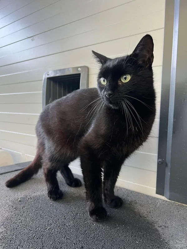 Kot do adopcji, Tychy, 25 sierpnia 2025