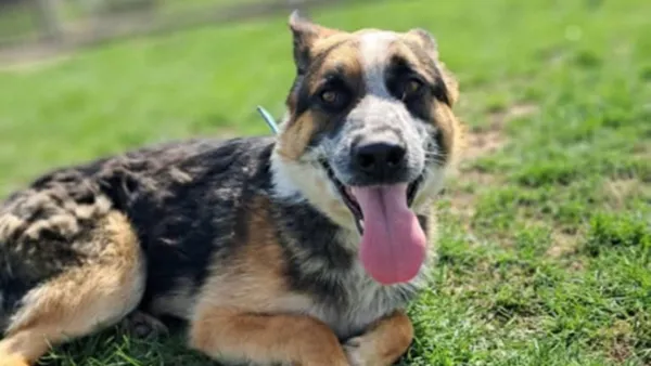 Znaleziono psa, Tatary, 4 września 2025 (1/4)