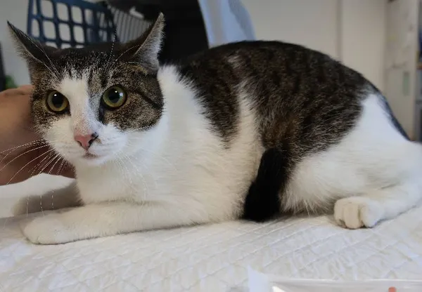 Znaleziono kota, Łódź, 11 września 2025 (1/2)