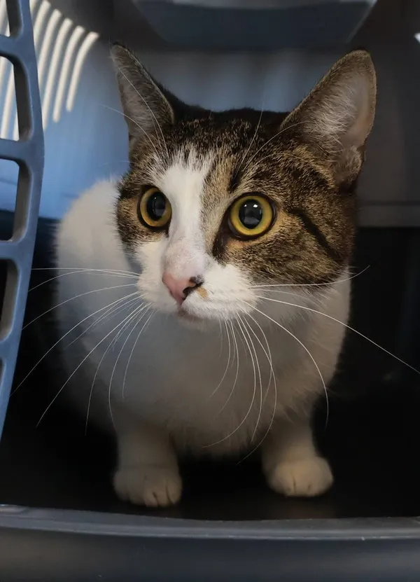 Znaleziono kota, Łódź, 11 września 2025 (2/2)