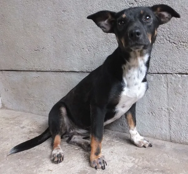 Znaleziono psa, Nowa Krępa, 9 września 2025