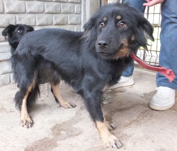 Znaleziono psa, Nowa Krępa, 8 września 2025