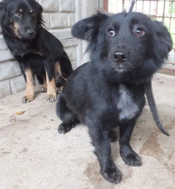 Znaleziono psa, Nowa Krępa, 8 września 2025