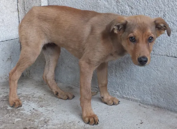 Znaleziono psa, Nowa Krępa, 4 września 2025