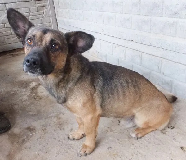 Znaleziono psa, Nowa Krępa, 2 września 2025