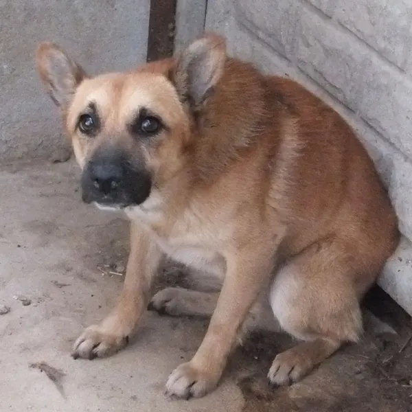 Znaleziono psa, Nowa Krępa, 2 września 2025