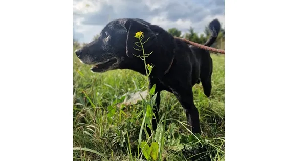 Pies do adopcji, Wrocław, 5 września 2025