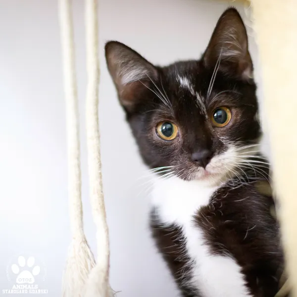 Kot do adopcji, Starogard Gdański, 12 września 2025 (1/2)