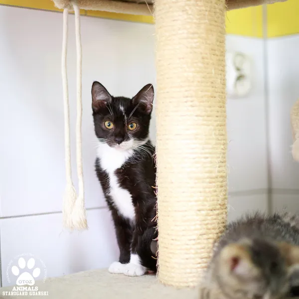 Kot do adopcji, Starogard Gdański, 12 września 2025 (2/2)