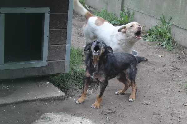 Pies do adopcji, Bełchatów, 6 listopada 2023 (4/4)