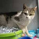 Znaleziono kota