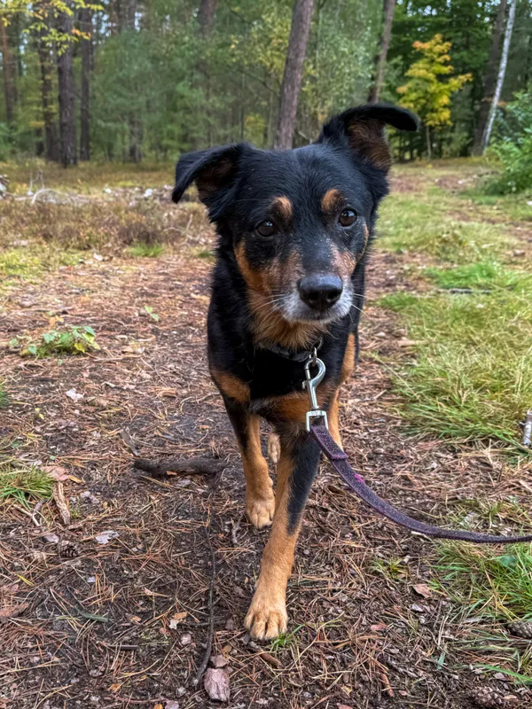 Pies do adopcji, Włocławek, 11 września 2025 (2/5)