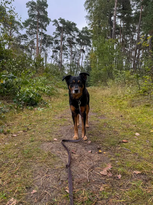 Pies do adopcji, Włocławek, 11 września 2025 (5/5)