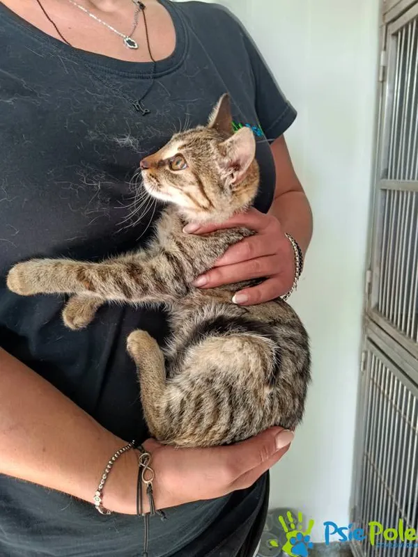 Kot do adopcji, Racławice, 11 września 2025 (3/5)