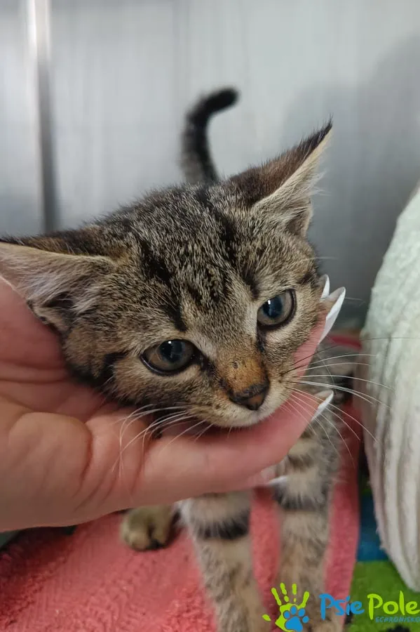 Kot do adopcji, Racławice, 8 września 2025 (1/3)