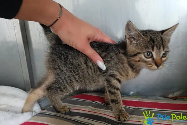 Kot do adopcji, Racławice, 8 września 2025 (3/3)