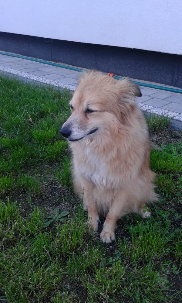 Zaginął pies, Kołbiel, 13 września 2025 (2/4)