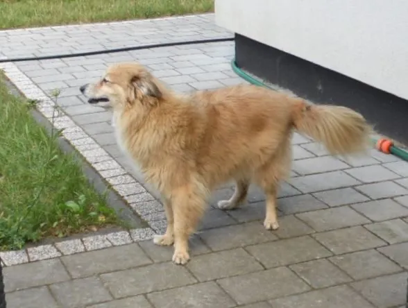 Zaginął pies, Kołbiel, 13 września 2025 (3/4)