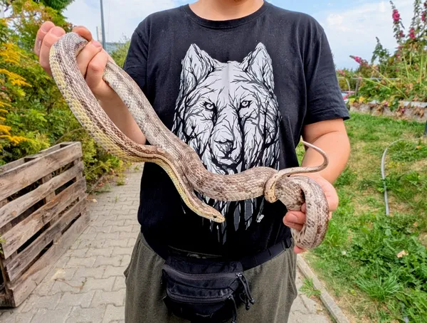 Znaleziono zwierzę, Lublin, 1 września 2025