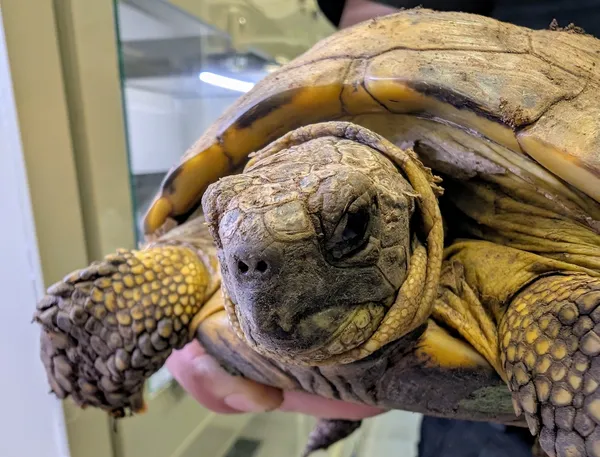 Znaleziono zwierzę, Lublin, 5 września 2025