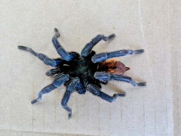 Znaleziono zwierzę, Lublin, 7 września 2025