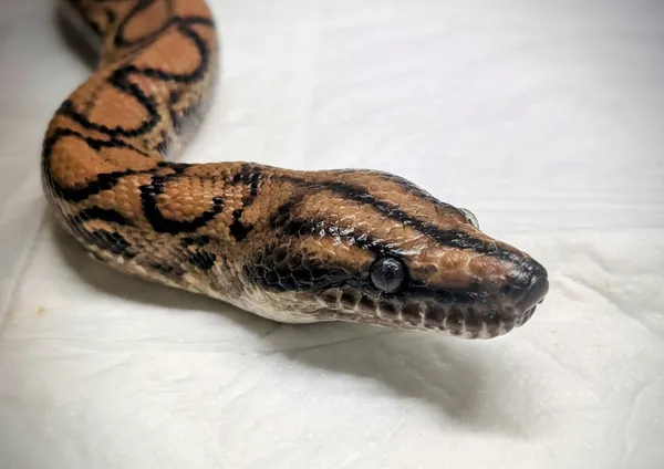 Znaleziono zwierzę, Lublin, 10 września 2025