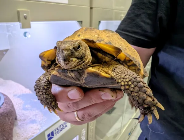 Znaleziono zwierzę, Lublin, 12 września 2025