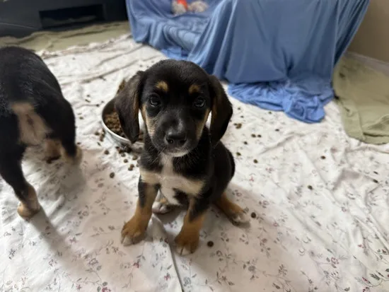 Pies do adopcji, Kraków, 9 września 2025