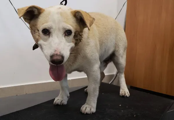 Znaleziono psa, Łódź, 12 września 2025 (1/2)