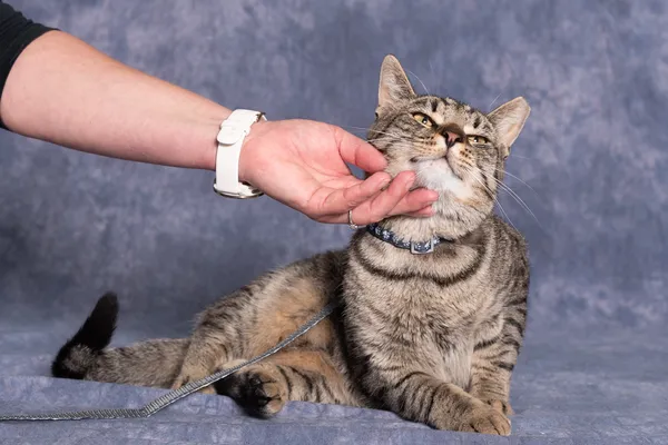 Kot do adopcji, Gdańsk, 12 września 2025