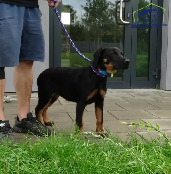 Znaleziono psa, Szczecin, 12 września 2025