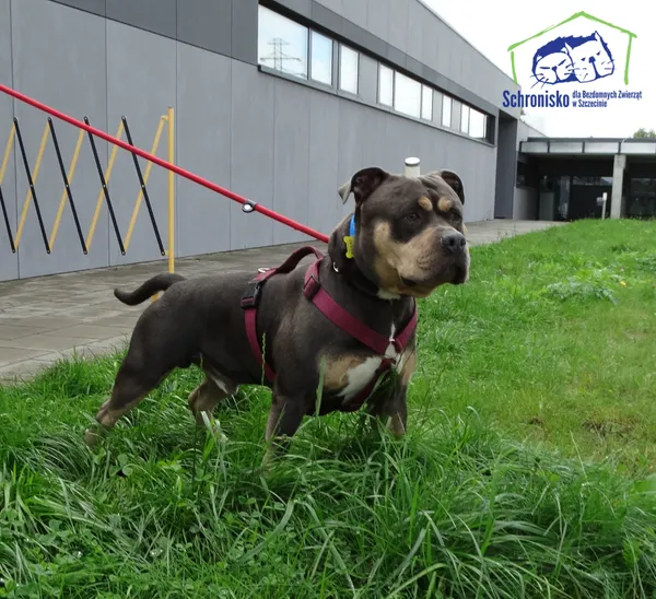 Znaleziono psa, Szczecin, 12 września 2025