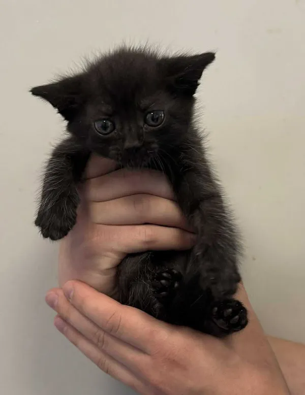 Znaleziono kota, Lublin, 10 września 2025