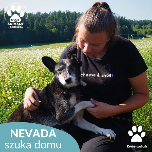 Pies do adopcji, Dąbrówka, 12 września 2025 (1/4)