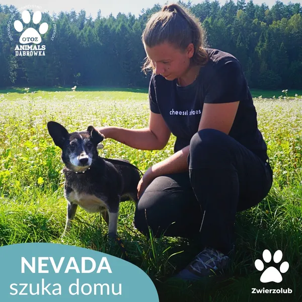 Pies do adopcji, Dąbrówka, 12 września 2025 (2/4)