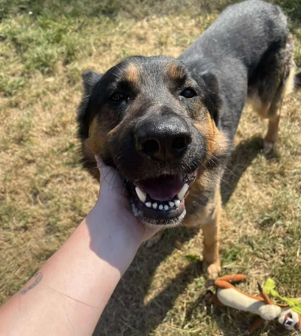 Pies do adopcji, Konin, 23 maja 2025 (1/2)