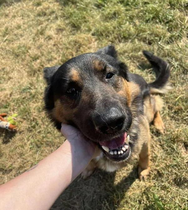 Pies do adopcji, Konin, 23 maja 2025 (2/2)