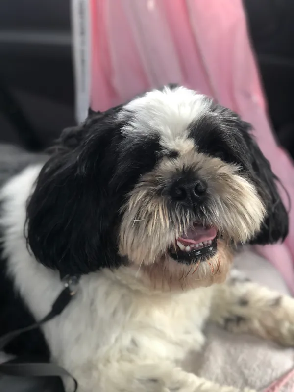 Zaginął pies, Warszawa, Radość, 13 września 2025 (3/3)