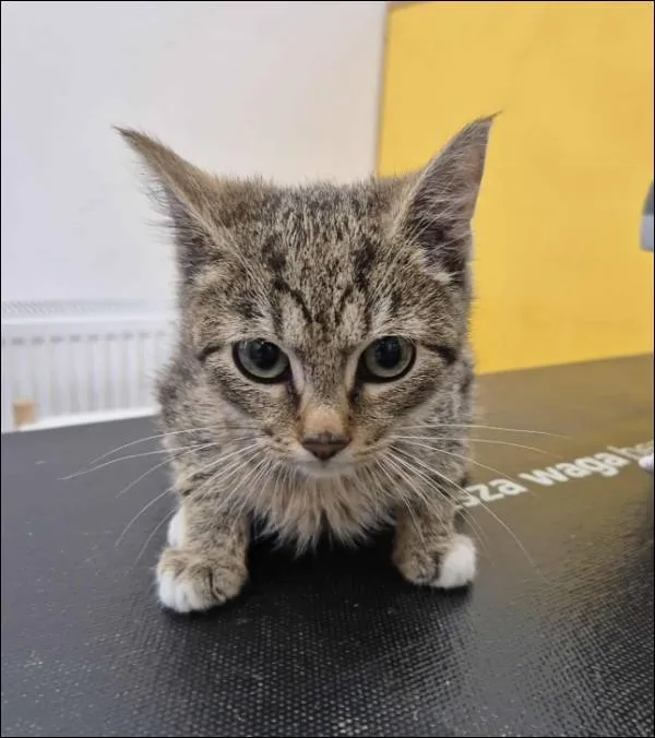 Znaleziono kota, Grudziądz, 13 września 2025