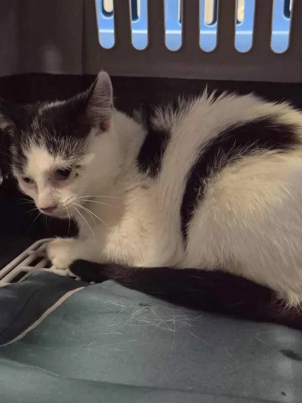 Znaleziono kota, Lublin, 11 września 2025