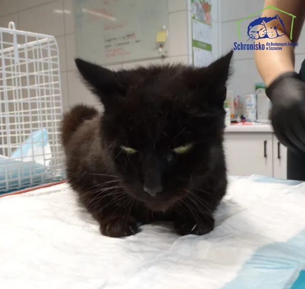 Znaleziono kota, Szczecin, 12 września 2025