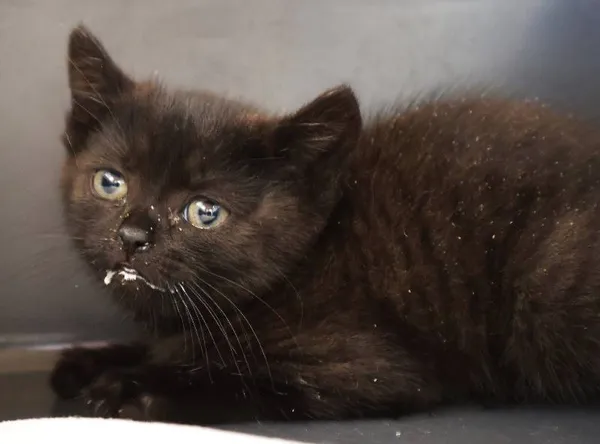 Znaleziono kota, Łódź, 12 września 2025 (3/3)