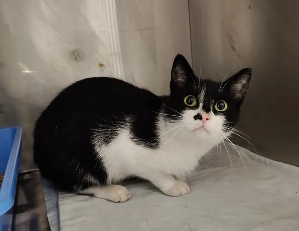 Kot do adopcji, Włocławek, 12 września 2025