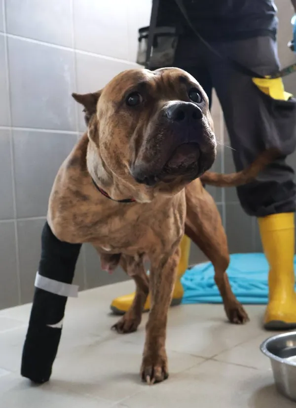 Znaleziono psa, Łódź, 13 września 2025 (1/3)